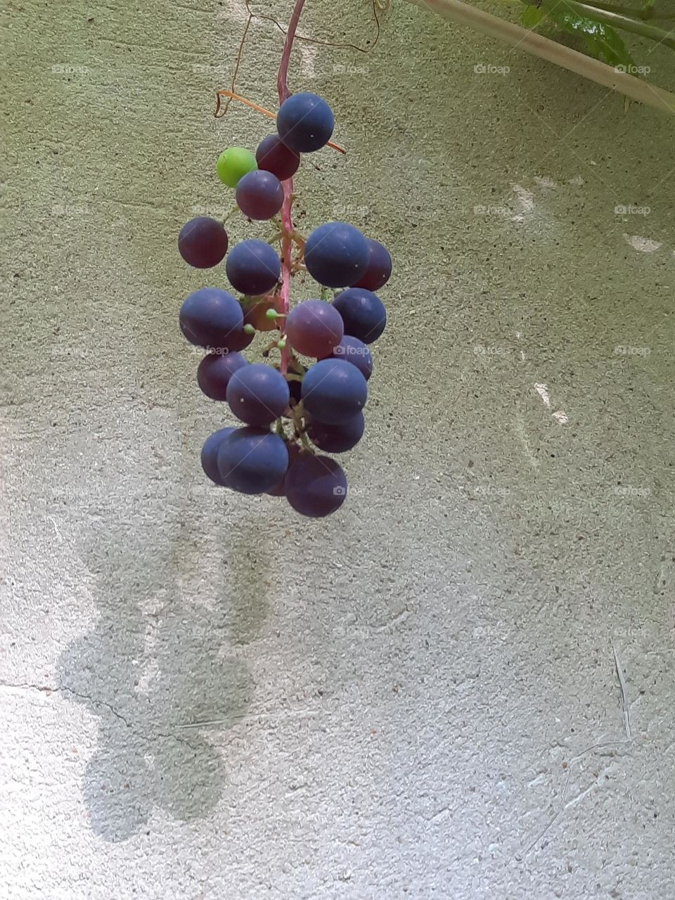 maturing vine grappe and its shadow