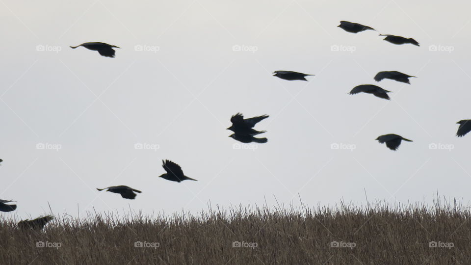 Crows