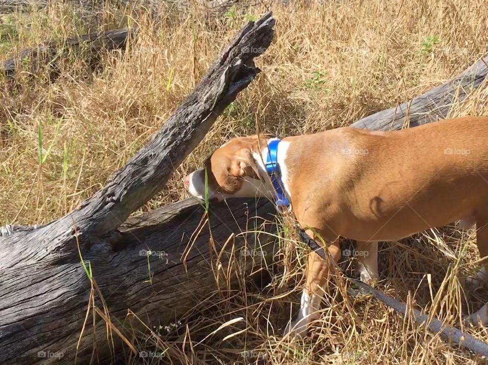 Pointer dog looking in the grass 🐶