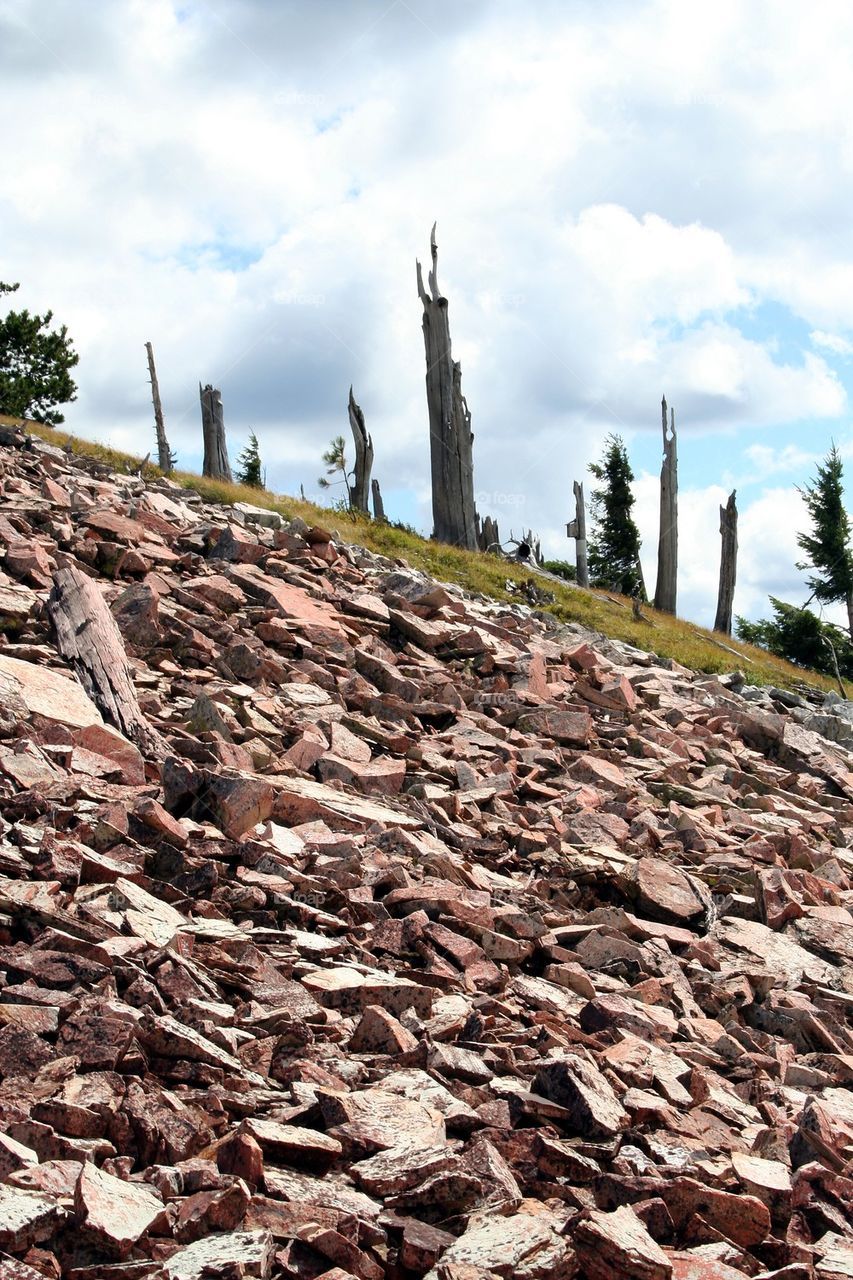 Dead Tree Rockslide