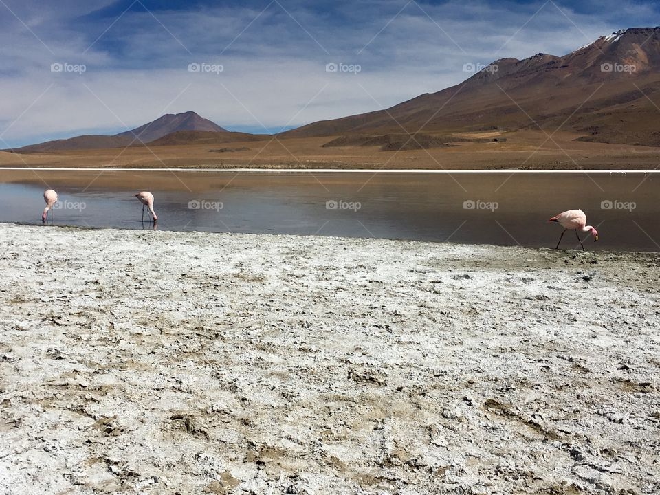 Bolivian Desert Flamingos