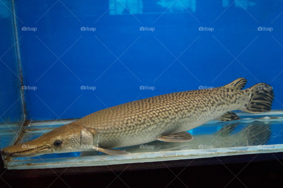 Alligator gar fish