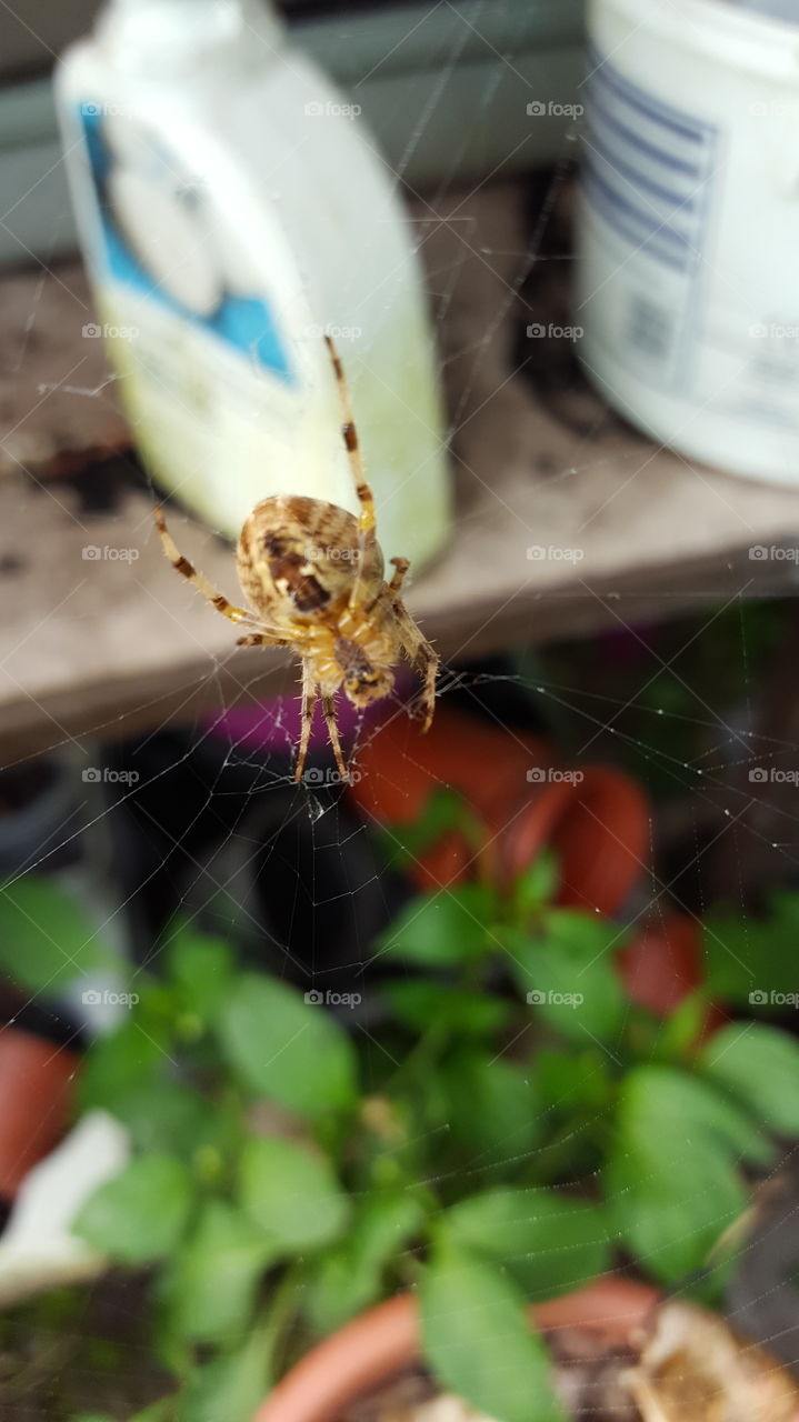 spider