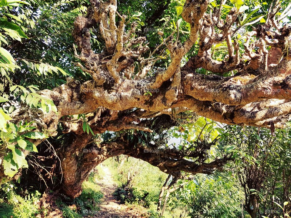 tree makes beautiful gate with different design.