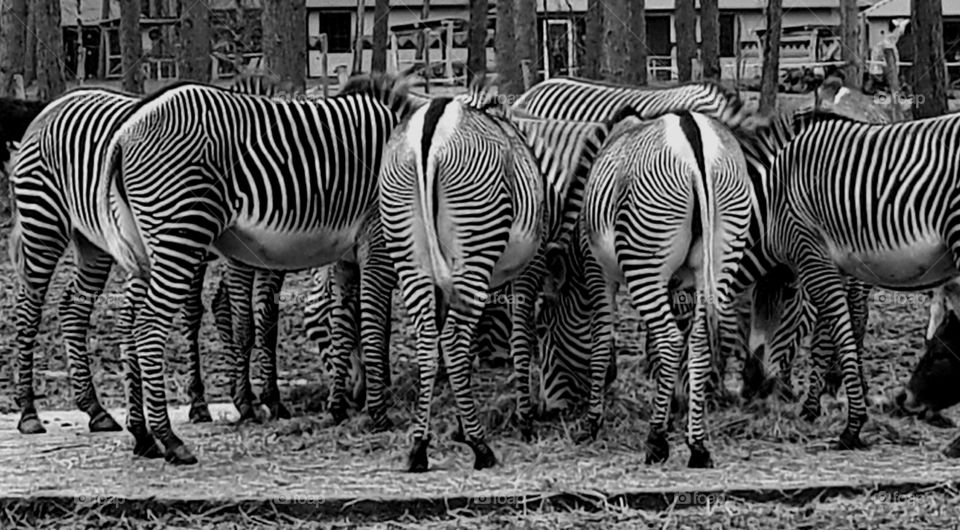 stripes zebras feeding in a safari park