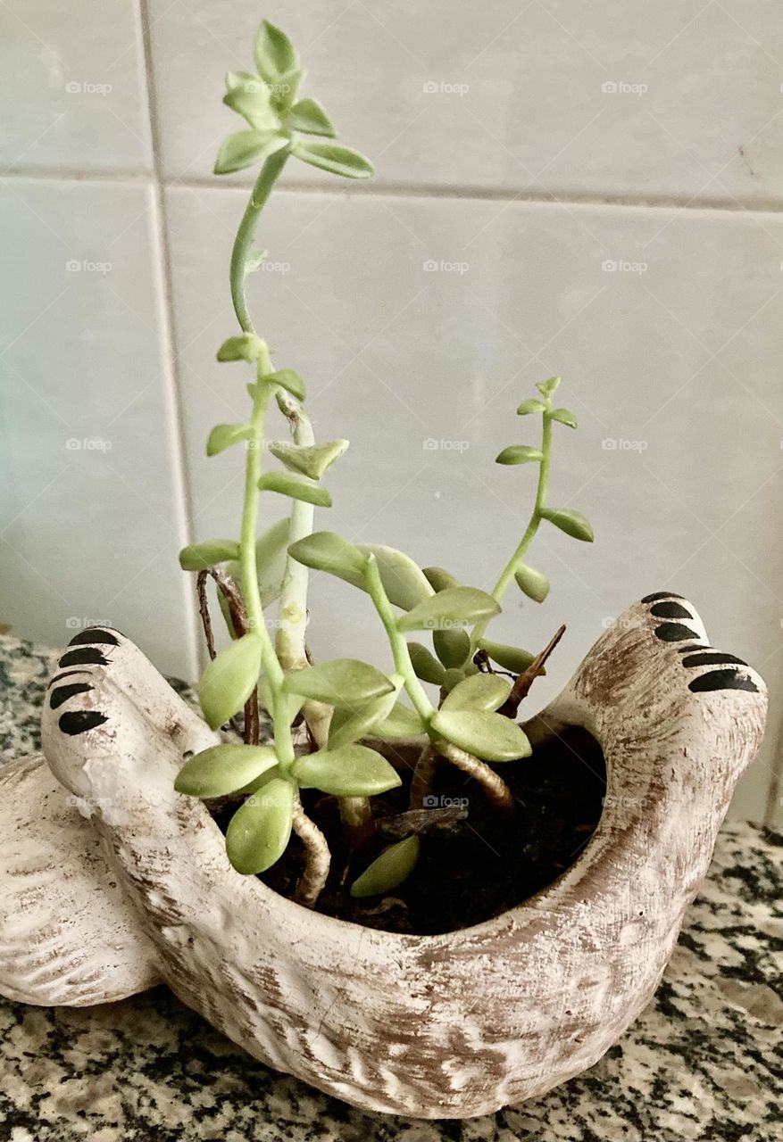 🇺🇸 These beautiful flowers are called “succulents”, and in this charming vase they decided to live. / 🇧🇷 Essas bonitas flores se chamam “suculentas”, e nesse charmoso vaso resolveram morar. 