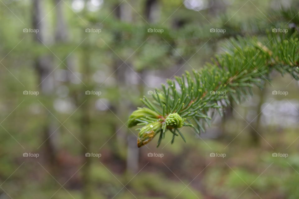 Closeup pine tree in the Rocky Mountains Canada 