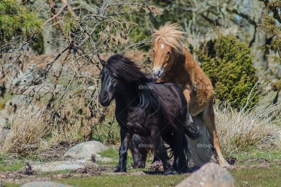 Shetland ponies playing together