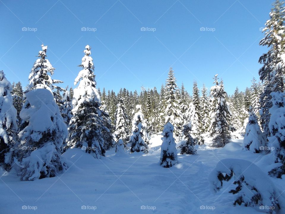 Snow covered trees in forest