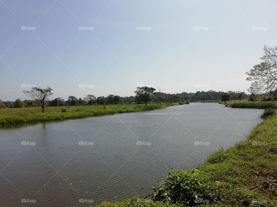 River (tank) near the paddy fields