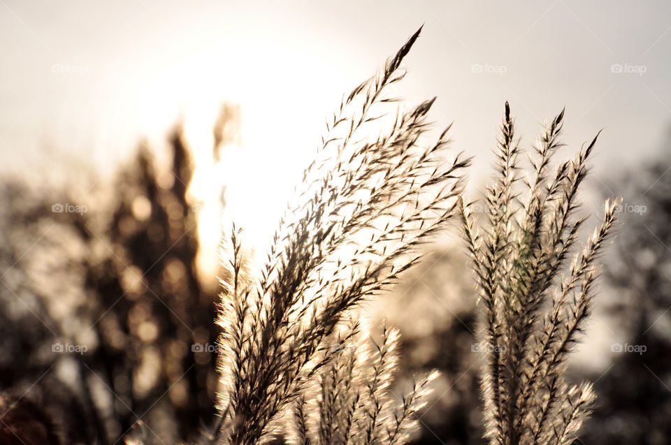 Close-up of wheat crop