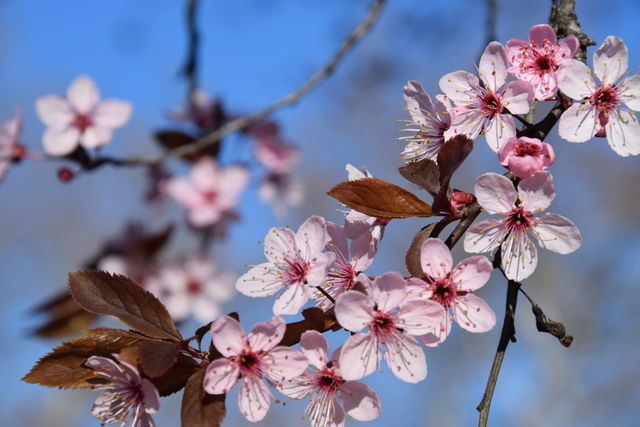 Spring time and flowering branch
