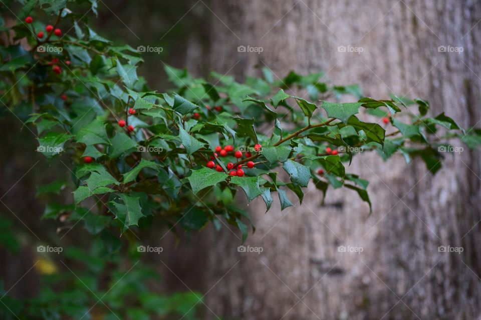 Red berries growing in tree