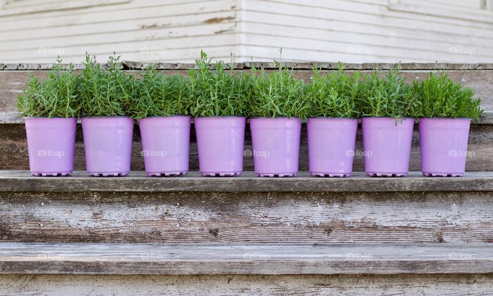 Symmetry Everywhere - lavender bushes in lavender pots arranged horizontally on wooden steps