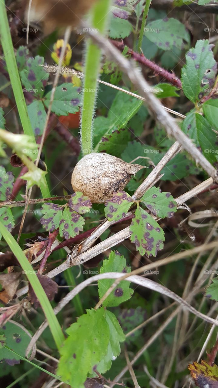 egg sac