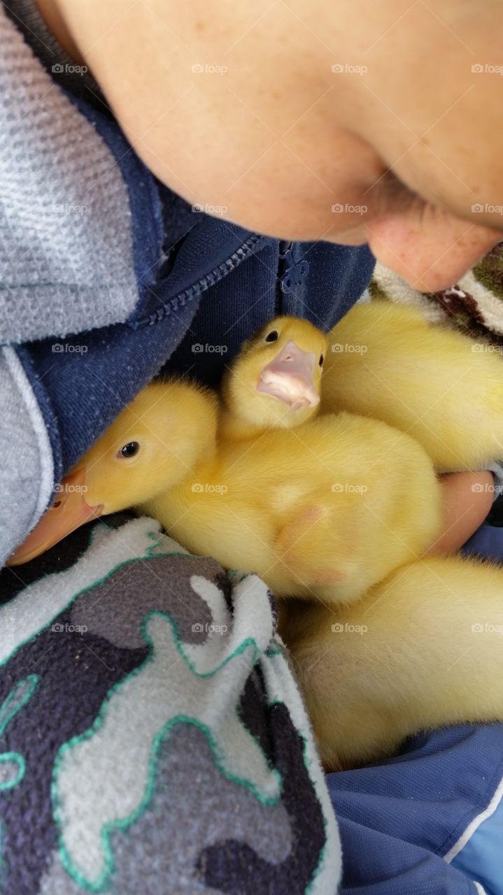 baby duckling lovingly looking up at boy.