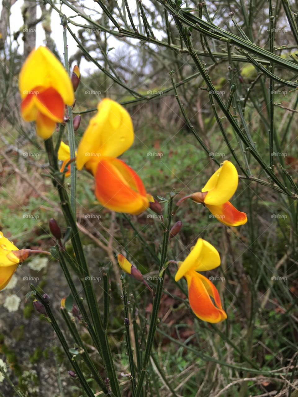 Bright flowers growing in plant