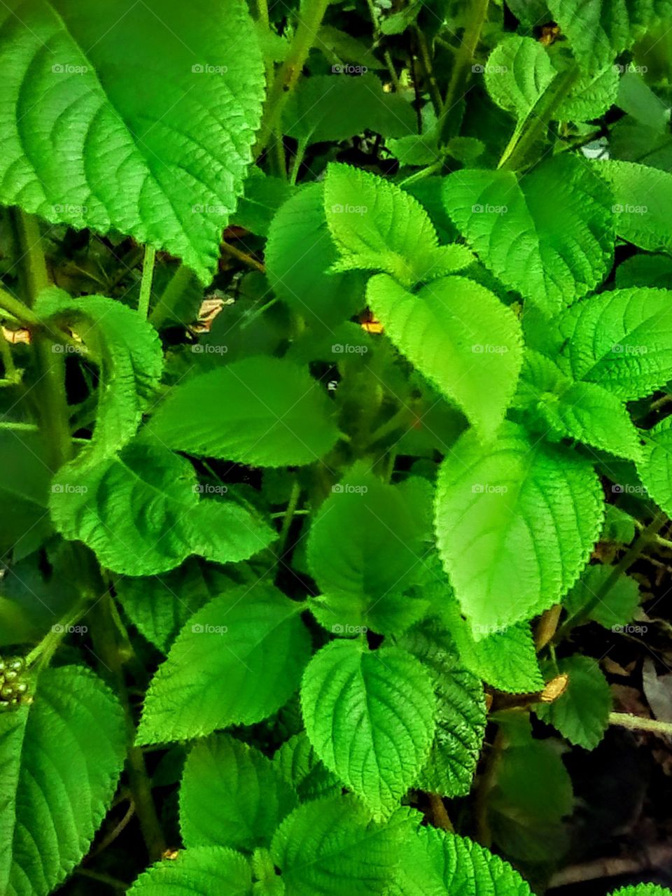 Fresh Green  leaves at my backyard. They make me feel good at all times when I see them.