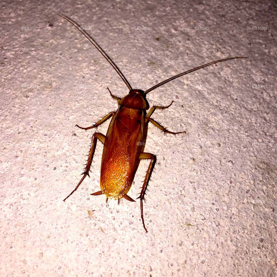cockroach