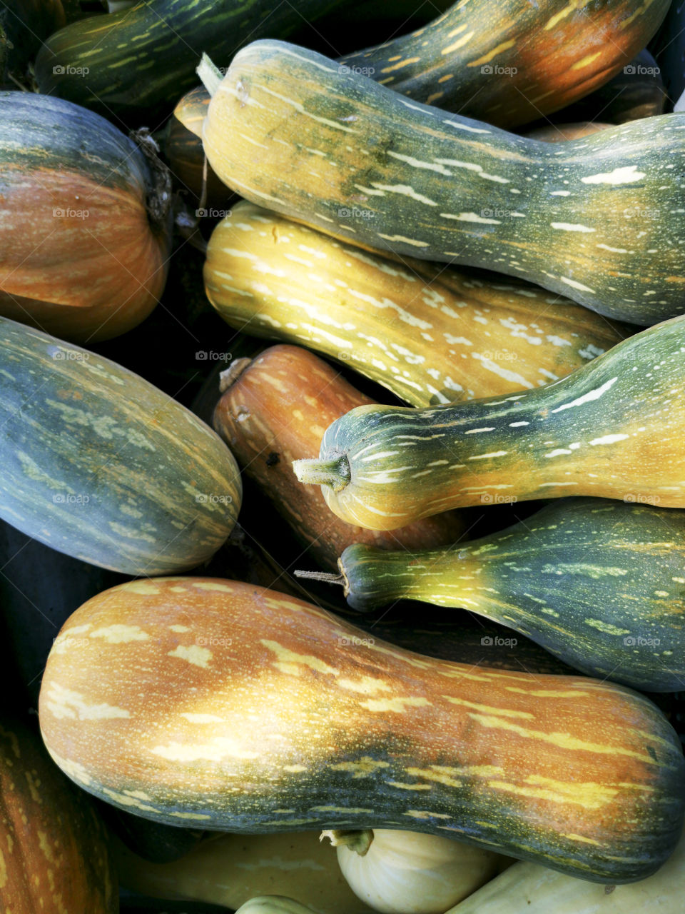 Group of pumpkins of various types and colors