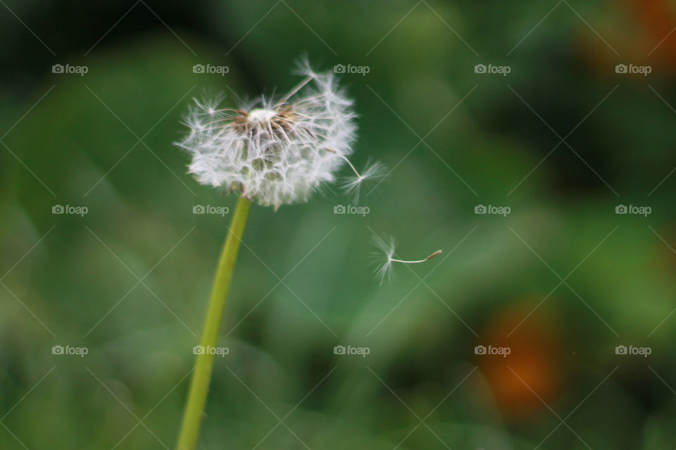 Close-up of dandelion