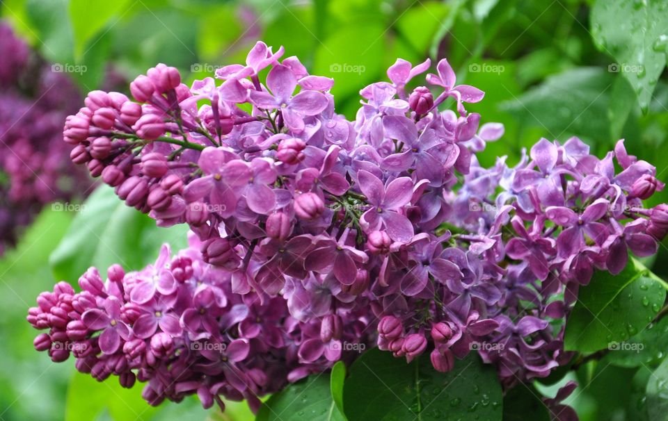 purple lilac bush