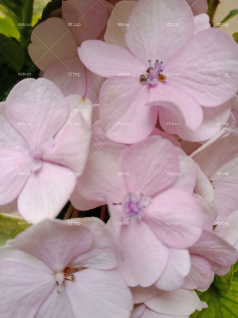 beautiful hydrangea