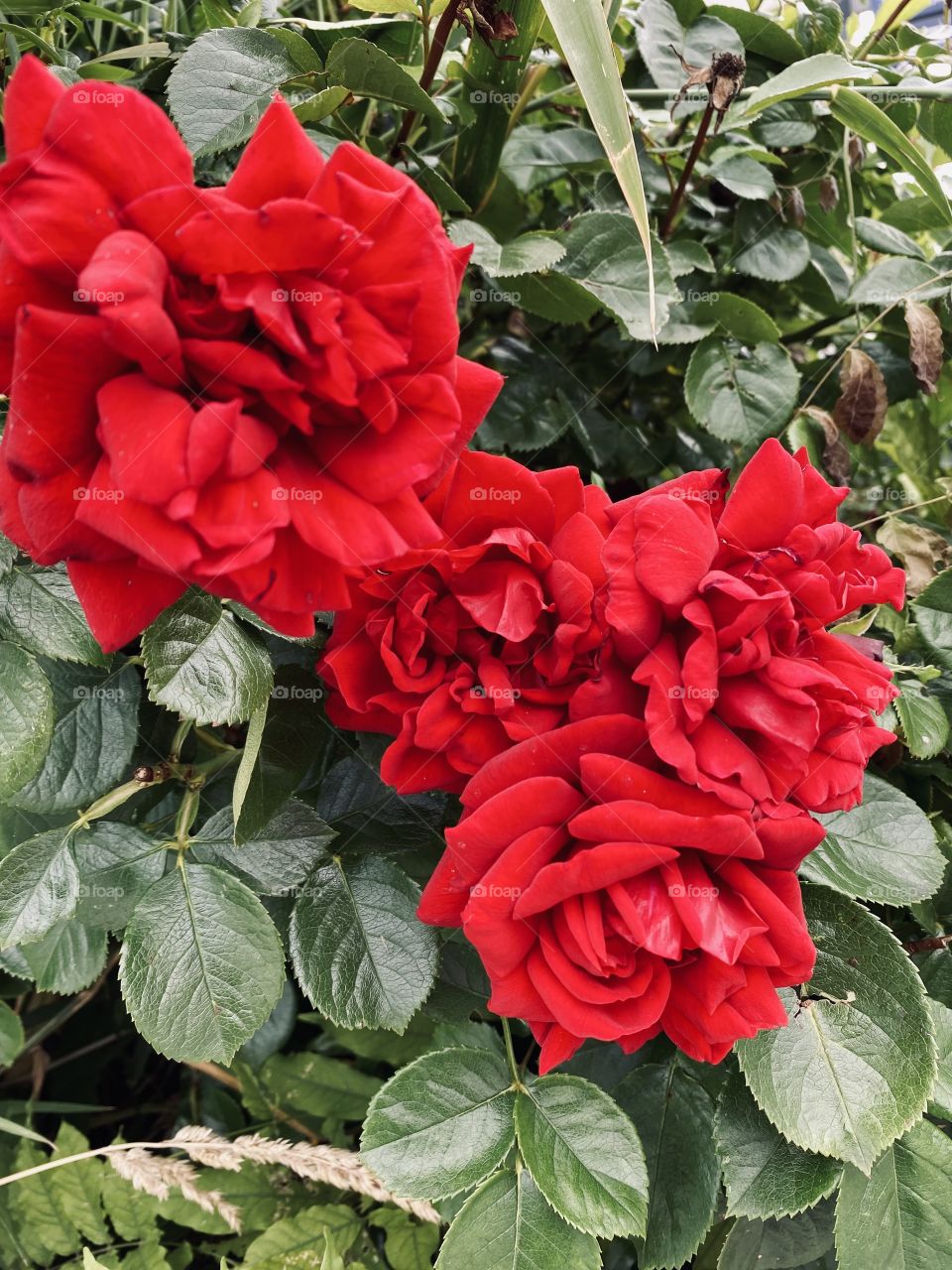 Red flower in the garden 