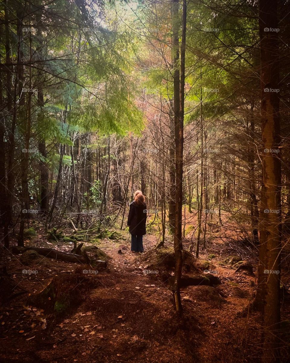 Wandering in the woods