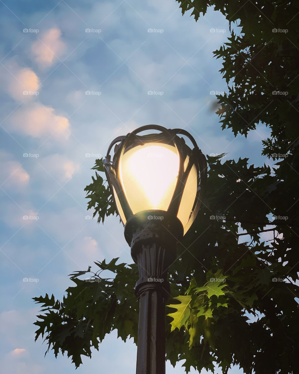 Single lights on with blue sky background and leaves as a frame. Fluffy, wavy, dusk. 