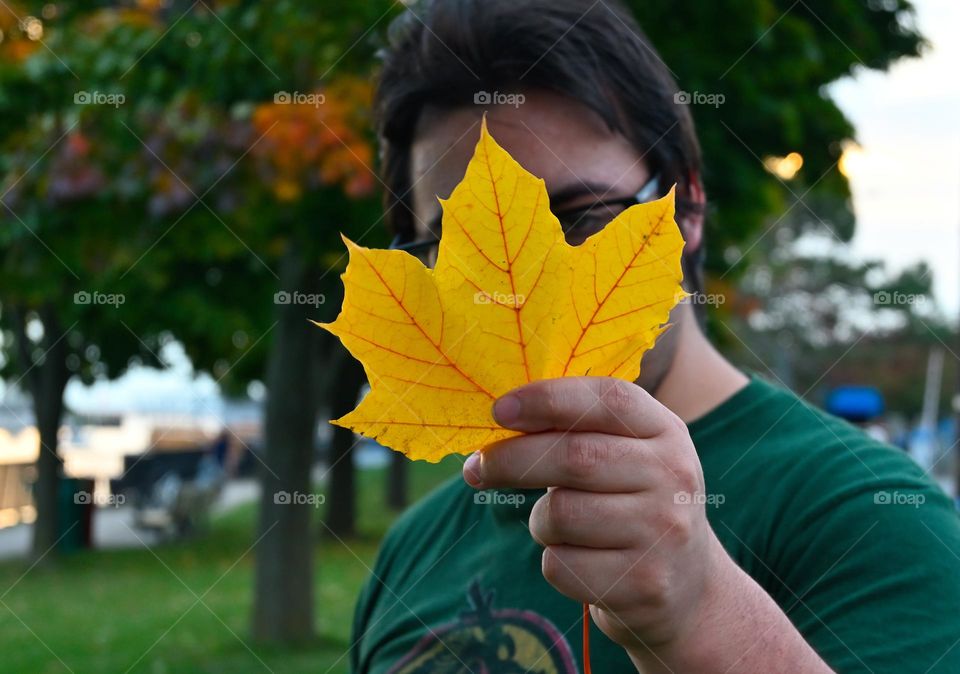 Yellow vibrancy maple leaf autumn season young men holding big leaf