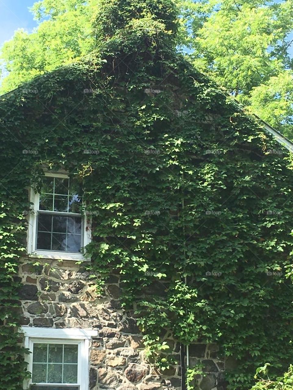 Overgrown ivy on house