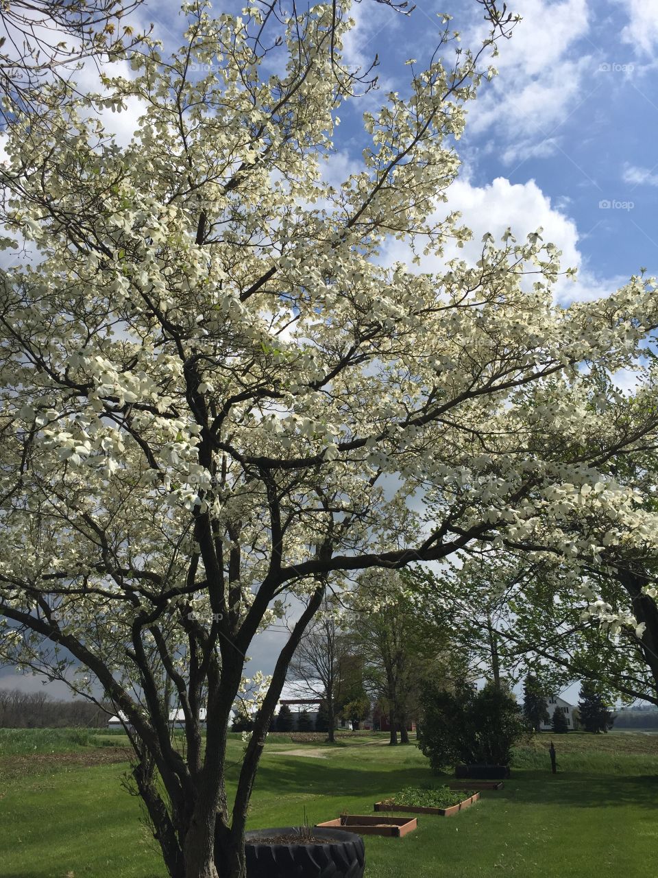 Flowering spring tree