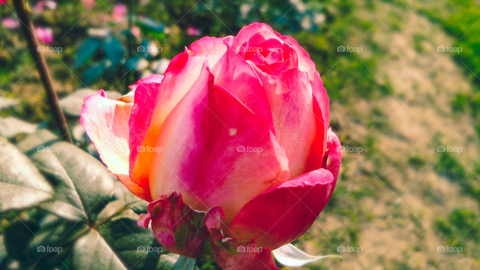 Beautiful rose flower with different shades of color and natural background