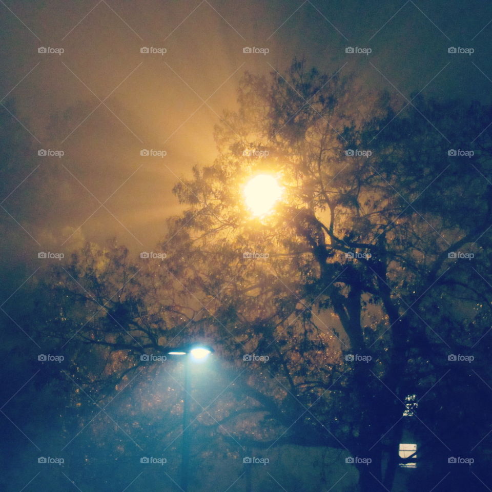 Bright Light in a Tree at Night