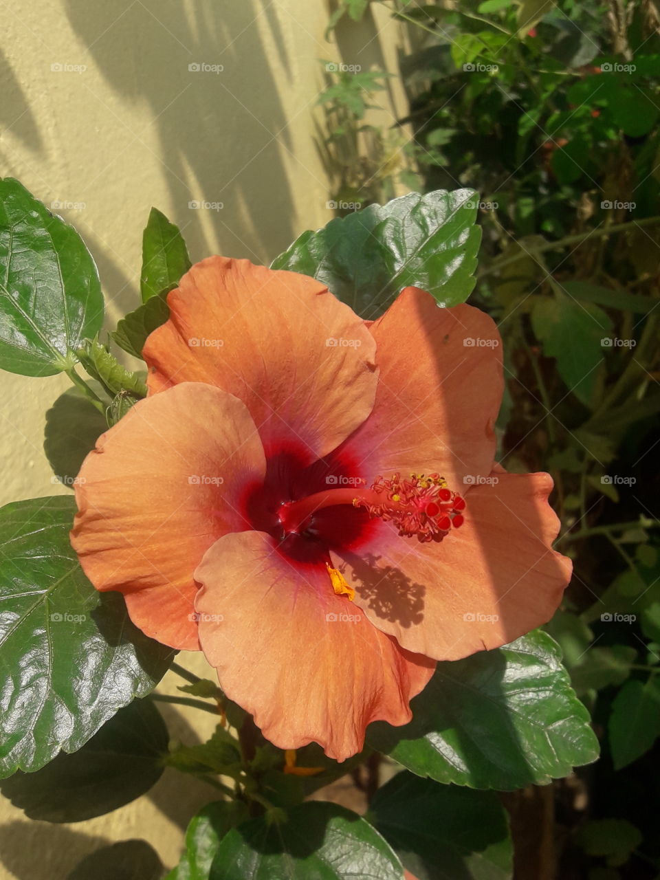 beautiful rare and hybrid species of hibiscus flower