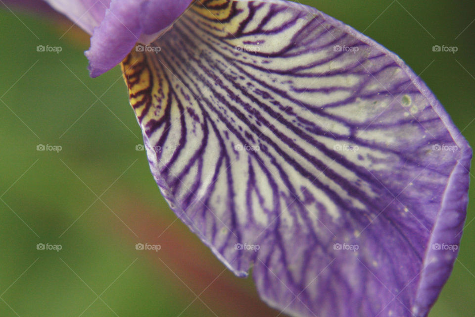 Purple flower white vivid pretty bright vibrant floral budding blossoming