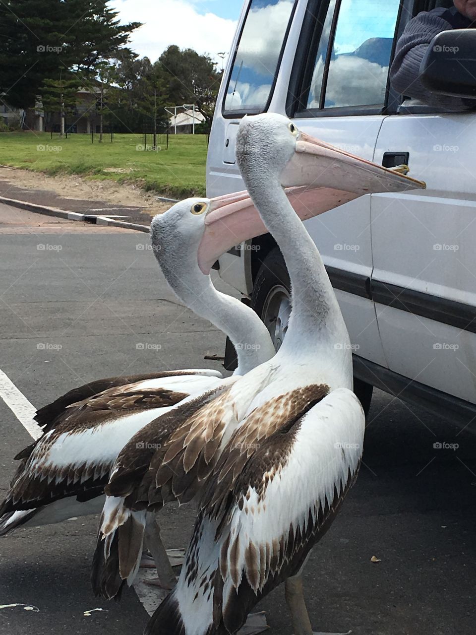 The Australian dole! Bold pair of Australian pelicans begging for food from people in parked car at beach in Whyalla south Australia 