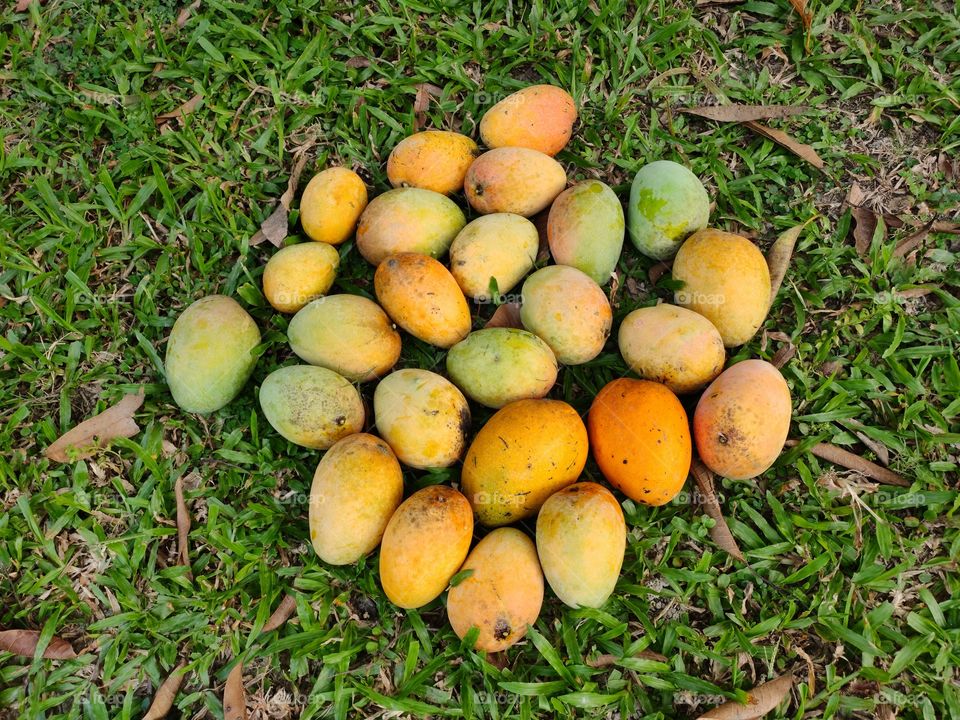 These are fresh ripe mango. Available in India. The name is Laxman-bhog. Taste is so sweet. Recently these mangoes are harvested from the tree. These mangoes were riped in the tree.
