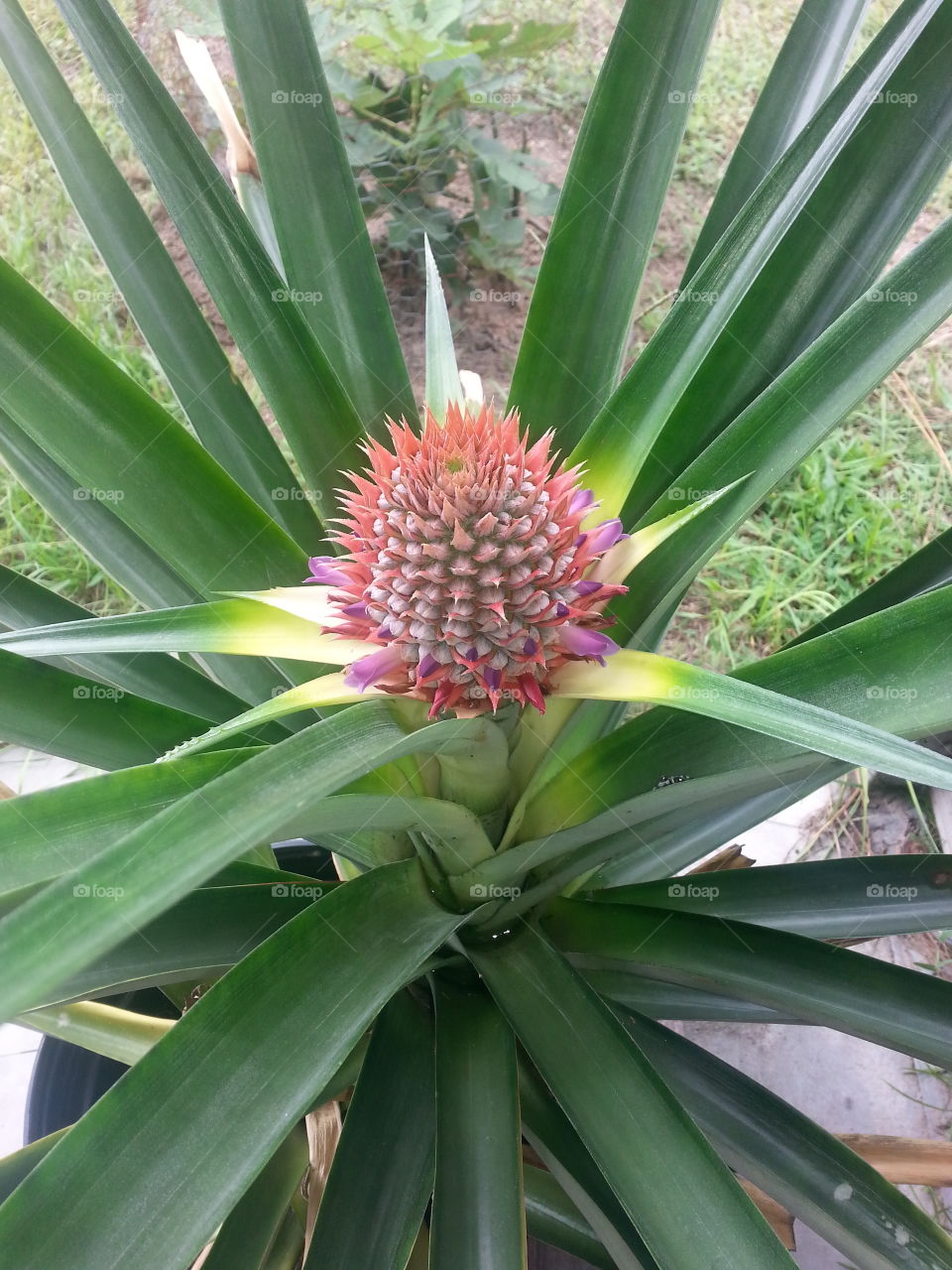 pineapple2. dads garden