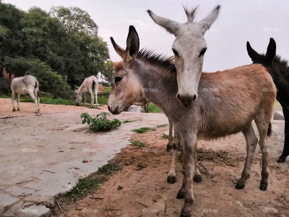 donkeys