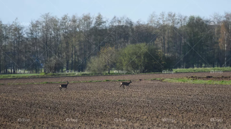 Rehe auf einem Feld