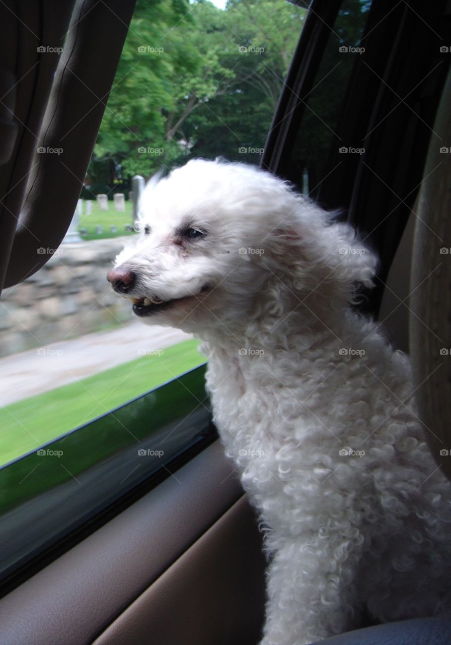 Dog smiling, riding with head out window!