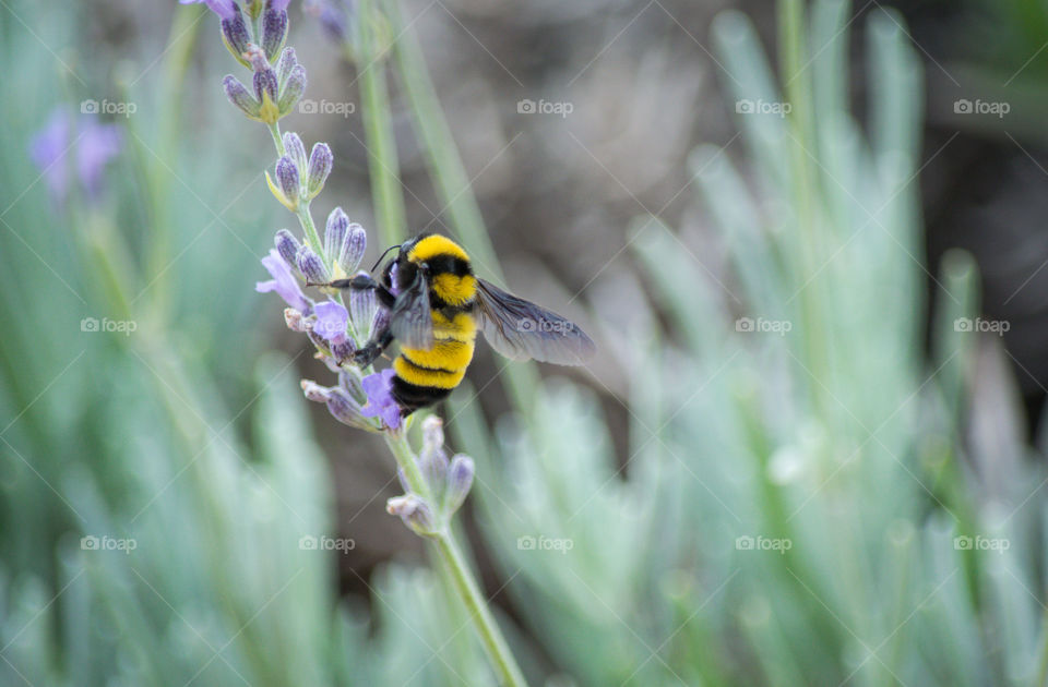 Bumblebee feeding on lavender flowers 