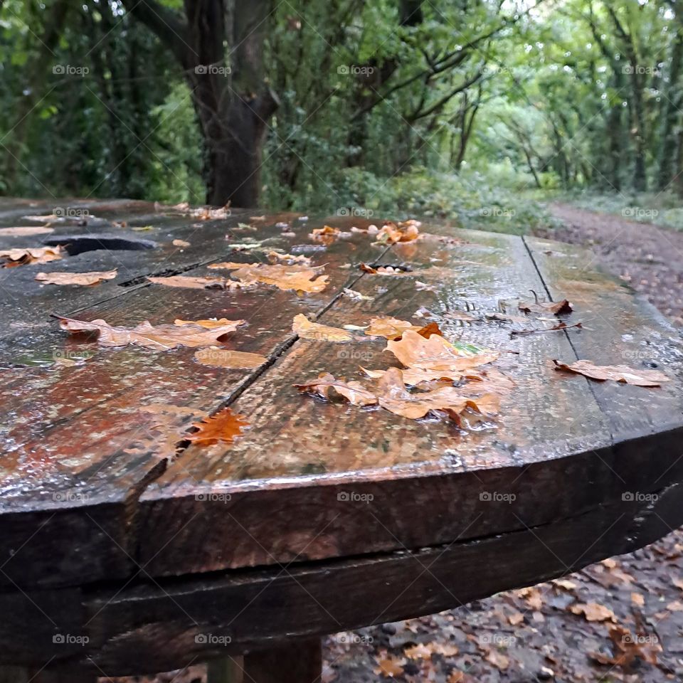Round wooden wet picnic table in woodland with Autumn golden leaves stuck to it with the rain. Trees in distance