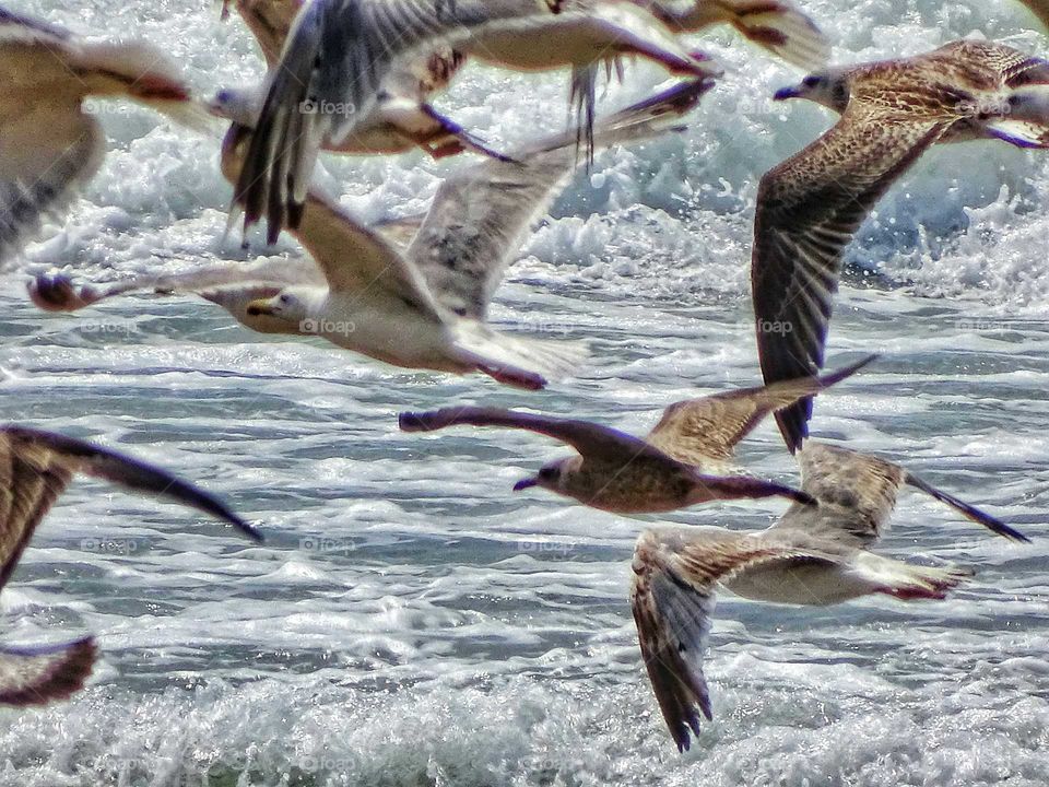 Seagulls on the beach