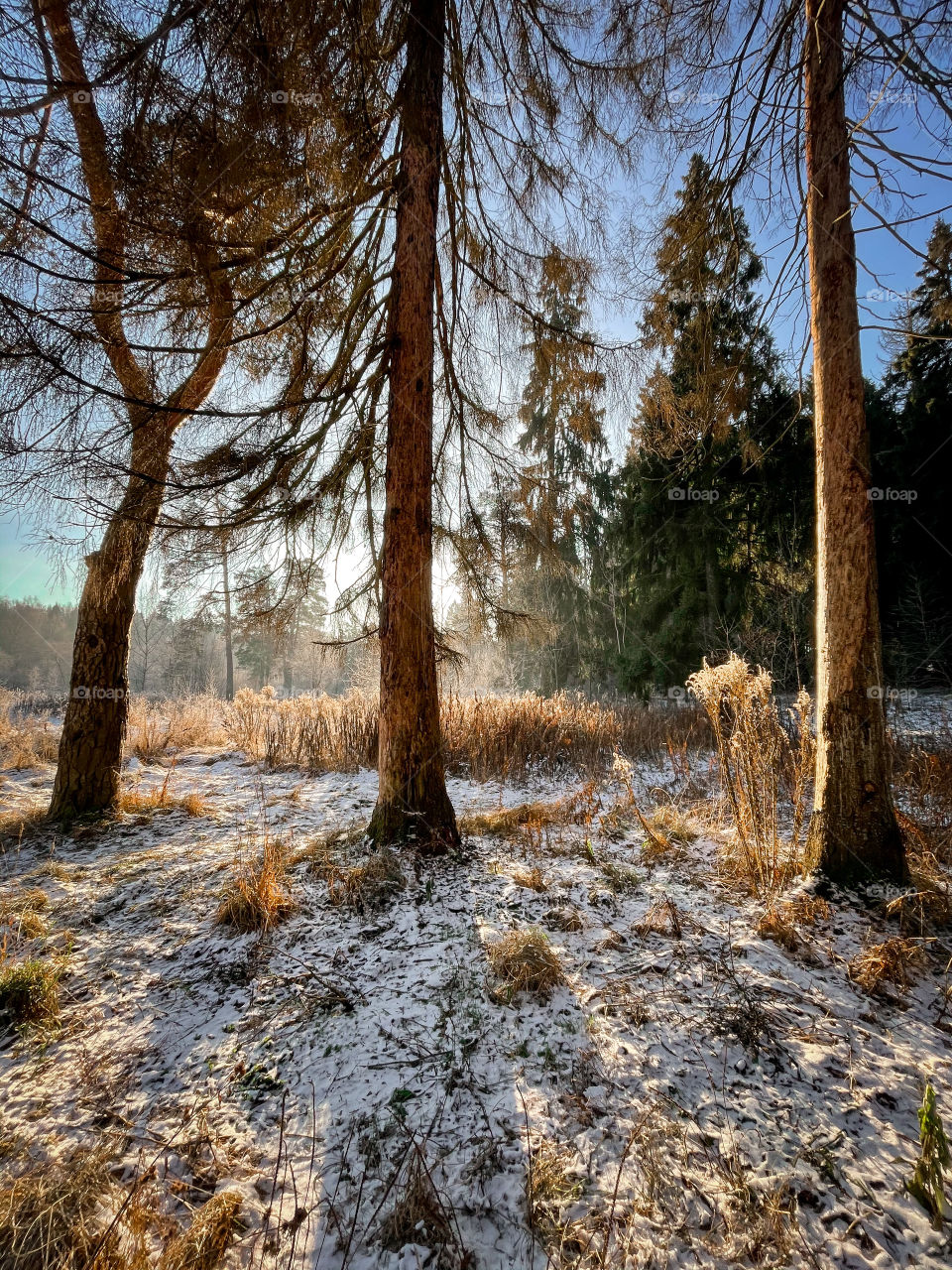 Winter landscape in sunny forest in December 