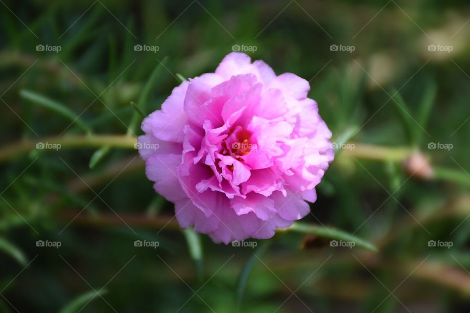 Pink flower in the garden 