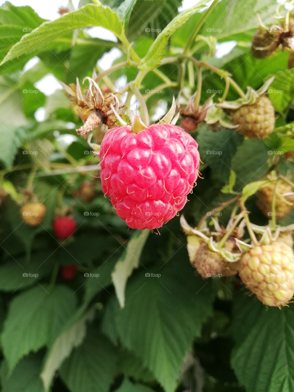 Beautiful raspberry