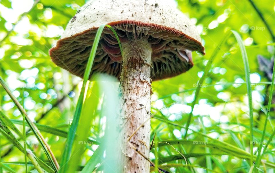 mushroom in the 100 mile wilderness